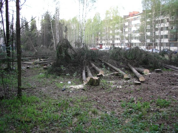 Прокуратура Коми отменила решение УВД по Сыктывкару об отказе в возбуждении уголовного дела по факту незаконной вырубки деревьев