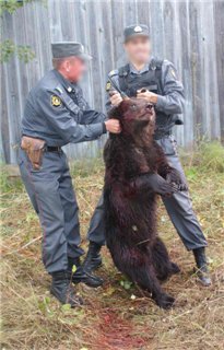 Природоохранная прокуратура проверит законность убийства медвежонка в столице Коми