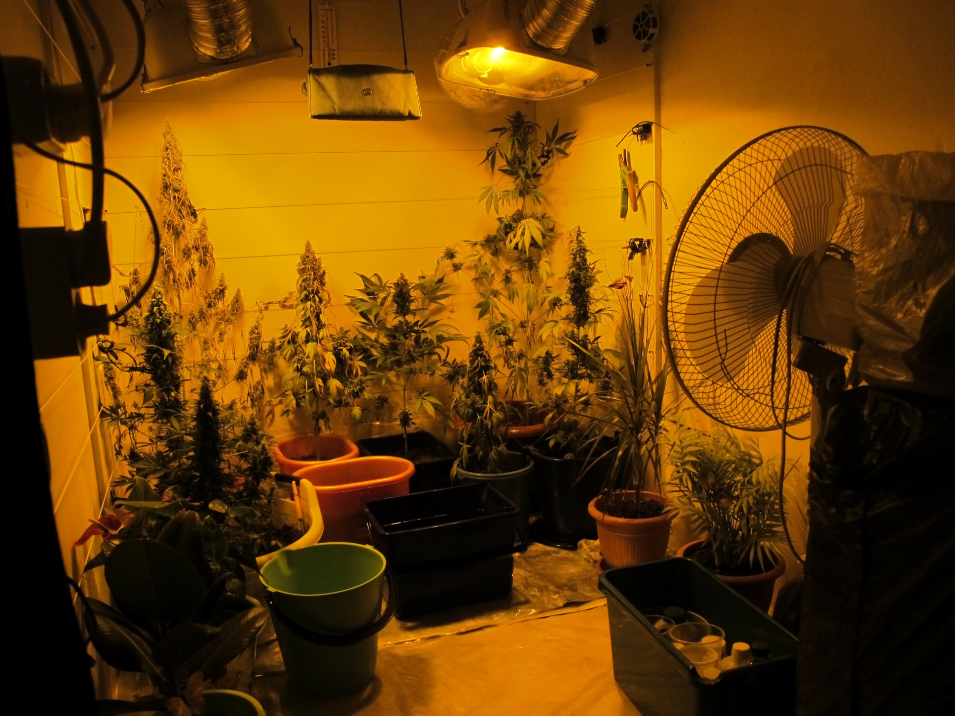 Марихуана выращивание в помещении можно выращивать марихуану