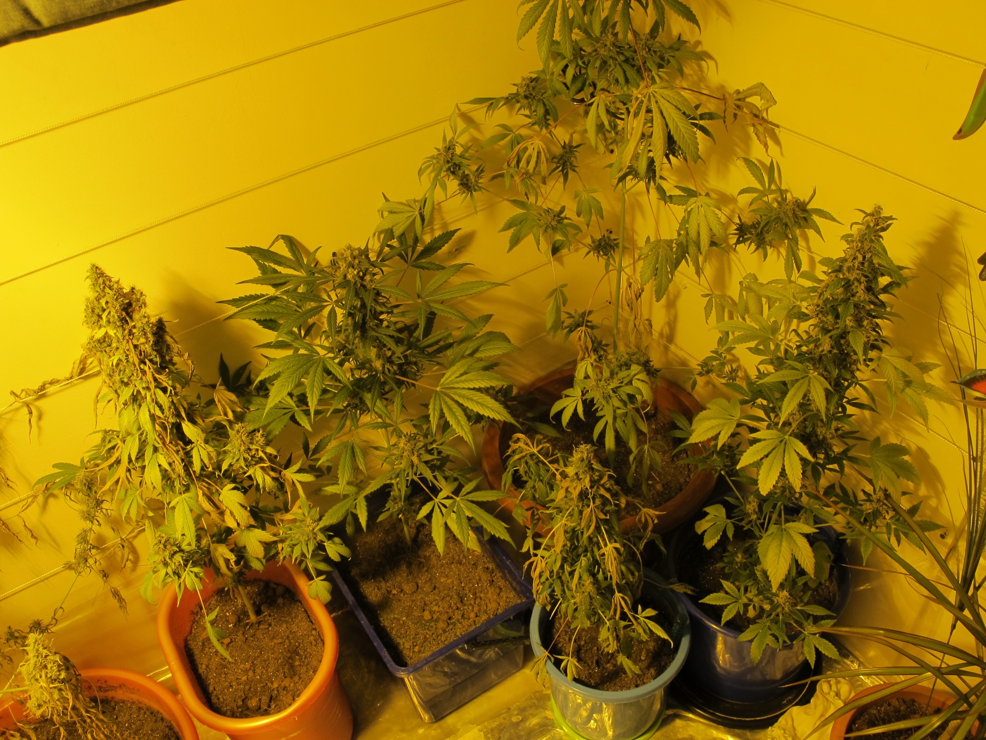 Конопля выращивать дома содержание марихуаны в конопле