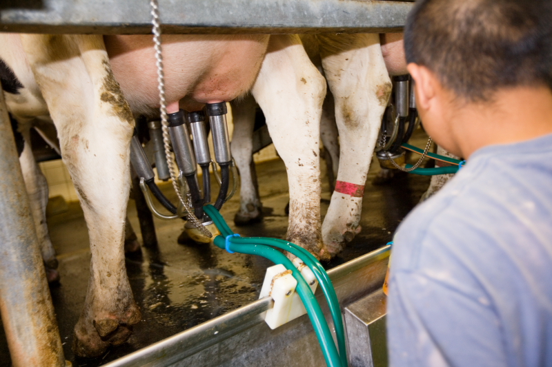 В Коми владельцы коров с высокими удоями будут получать  субсидии по повышенной ставке