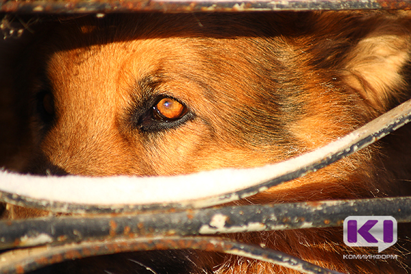 Воркутинские зоозащитники просят депутатов не убивать собак 