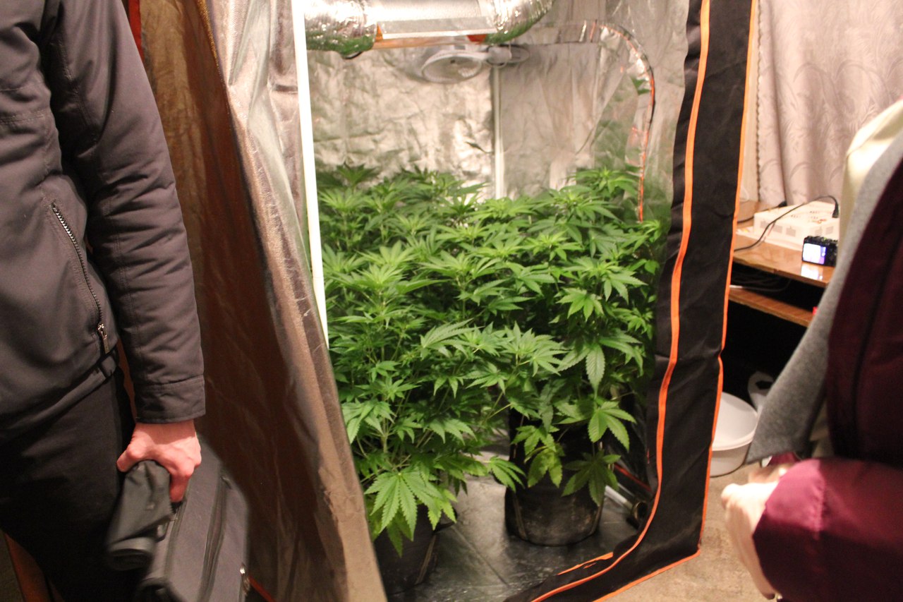Как вырастить коноплю дома в шкафу марихуану патонге