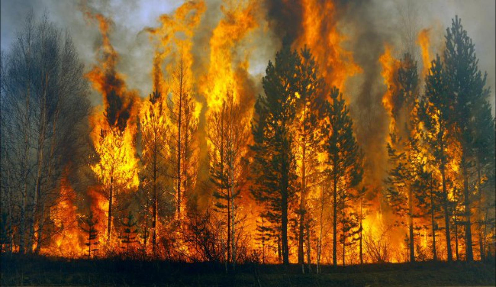 В Коми начало лесопожарного сезона объявили на день раньше прошлогоднего