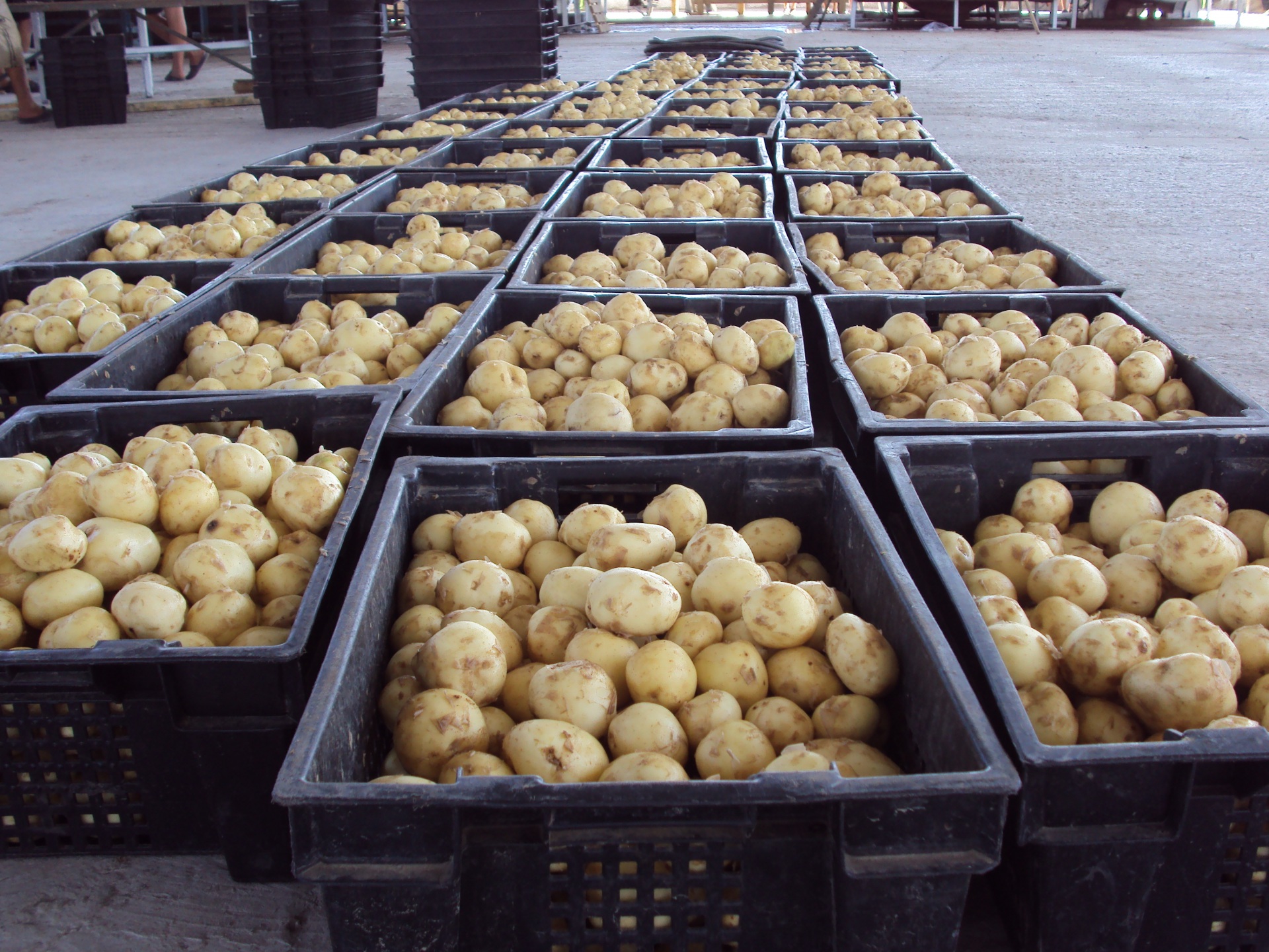 В Коми на 21% увеличилось производство картофеля в крестьянско-фермерских хозяйствах