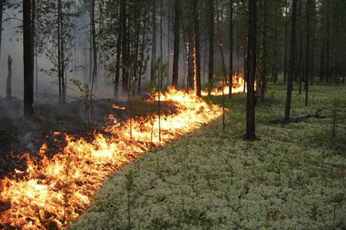 В Сосногорском районе лесной пожар за несколько часов вырос до 60 га