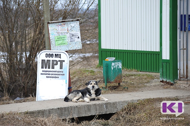 Воркутинские зоозащитники вынуждены выписывать ветеринаров для стерилизации бездомных собак из других районов