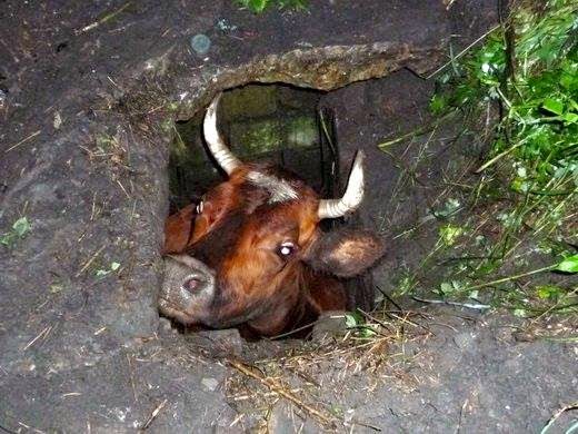 Застрявшую в торфяной яме под Ухтой корову пришлось вытягивать экскаватором