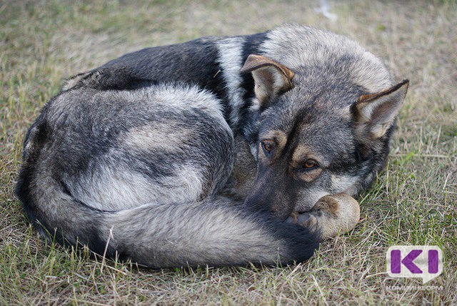 Усинские зоозащитники добились возбуждения уголовного дела по факту отстрела собак в 2013 году