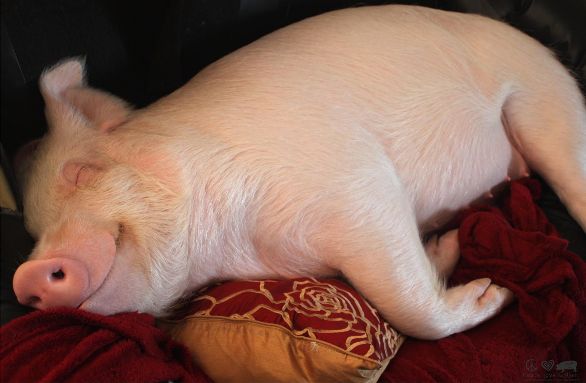 Свинка спинка. Спящие свиньи. Спящий поросенок.