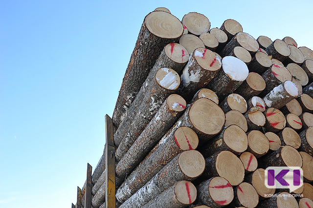 Жители Мутного Материка незаконно вырубили 300 деревьев