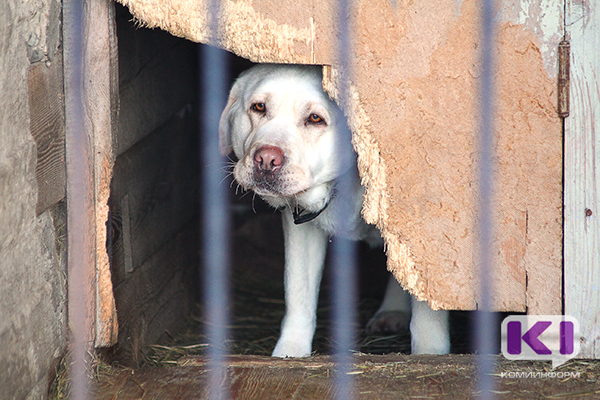 Полиция Воркуты завершила проверку по факту исчезновения всех собак из городского приюта 