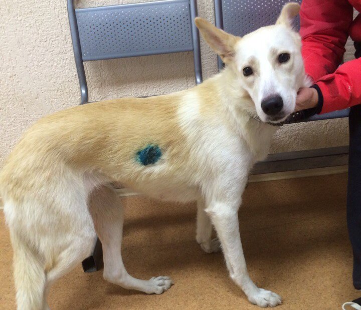 Сыктывкарские зоозащитники ищут очевидцев странного инцидента, в котором пострадала собака