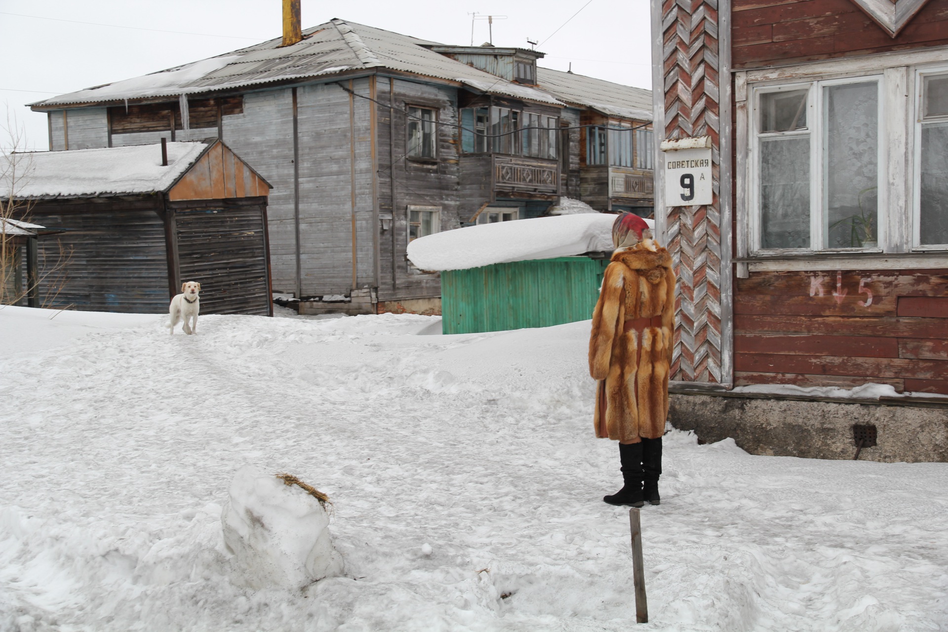 Инта выделит 1 миллион рублей на решение проблемы с бродячими собаками 