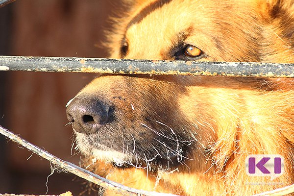 В Инте проблемой бродячих собак займется специализированное предприятие
