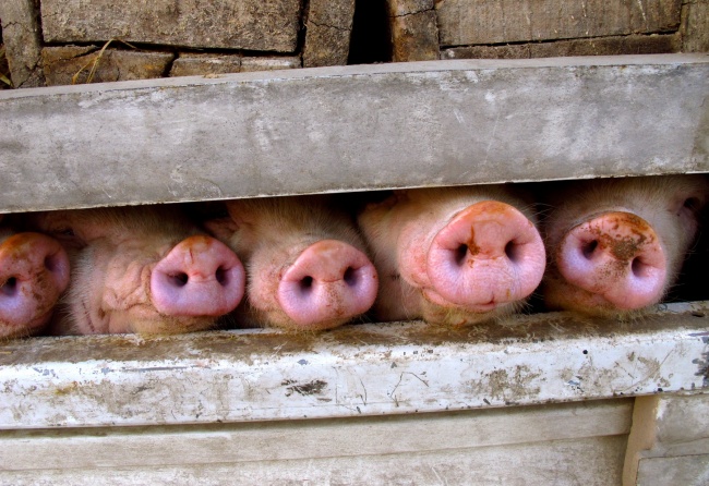 Из 60-ти свиней на пожаре в сыктывкарском Лесозаводе удалось спасти лишь одну