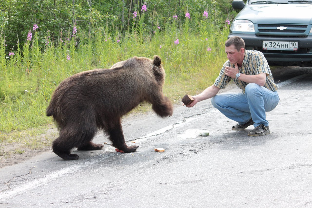Есть ли медведь людей. Встреча с медведем. Медведь на Урале. Встреча с бурым медведем. Медвежонок на дороге.