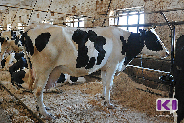 До конца года в Коми появится шесть новых животноводческих ферм