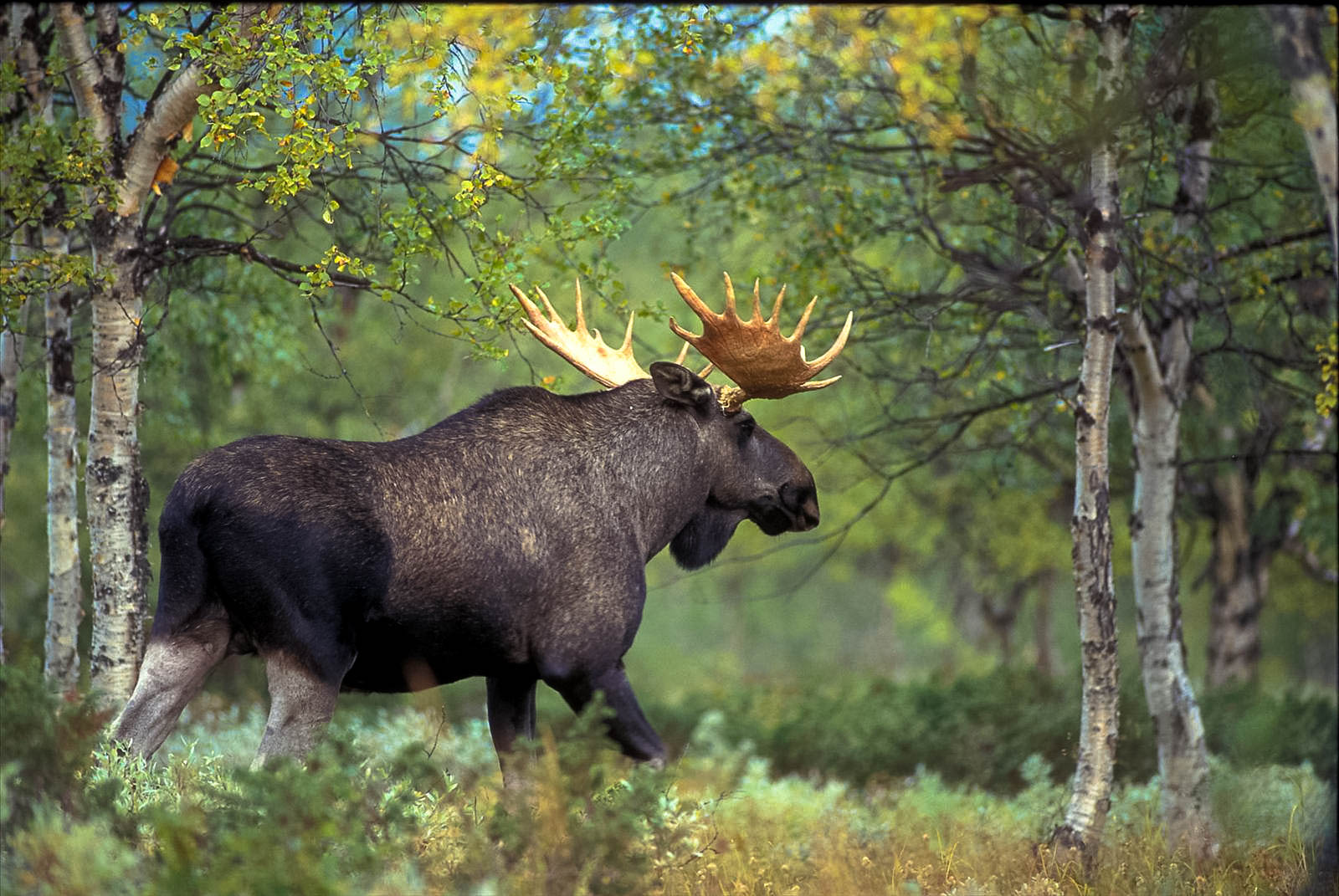 В Коми с 1 сентября стартует охота на взрослых самцов лося
