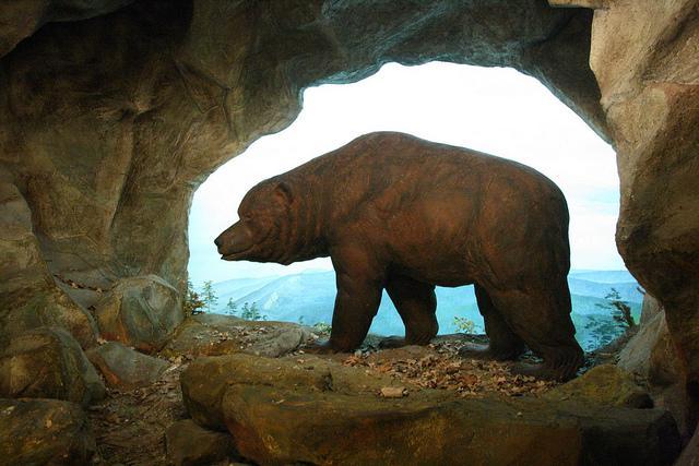 Уральские палеонтологи обнаружили кладбище пещерных медведей в верховьях реки Печора