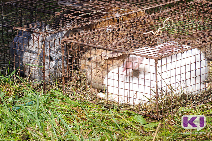 В Емве откроют большое кролиководческое хозяйство

