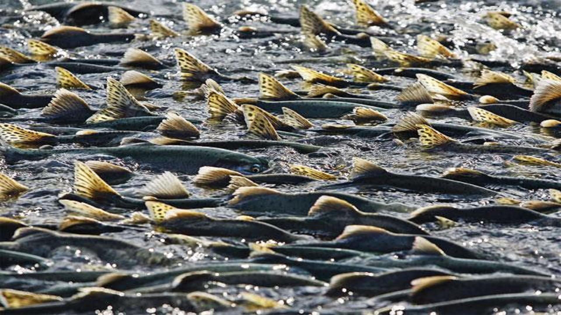 В Петрозаводске озвучили первые результаты учета нерестовых гнезд лосося в Мезени