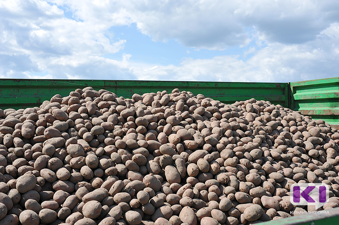 Запасы картофеля в Коми позволяют избежать роста цен
