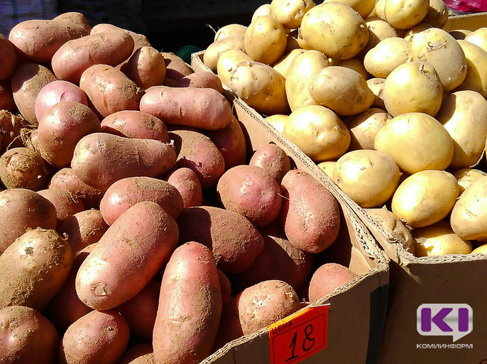 Из-за дождливых лета и осени в Коми часть сельхозпроизводителей оставила картофель на полях