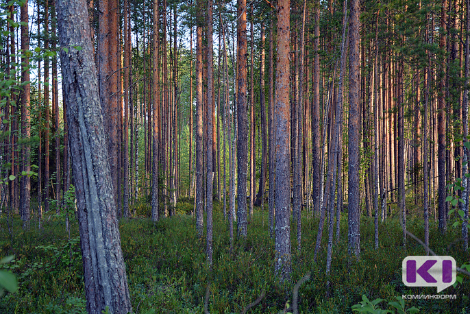 По Лесному плану государство получит от лесной отрасли Коми около 19 миллиардов рублей