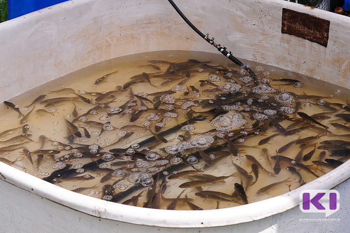  К 2020 году Коми сможет выращивать не менее 200 тонн товарной рыбы
