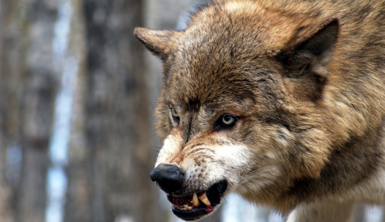 Жителей Ёдвы Удорского района вновь терроризируют волки 