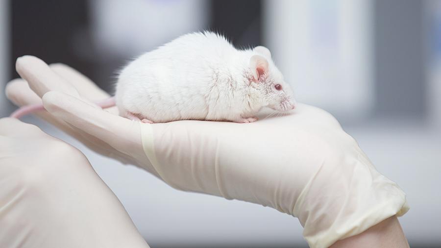 Ученые успешно испытали новую вакцину от рака на мышах