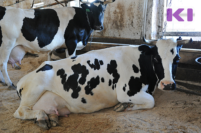 В Коми растет производство качественного молока