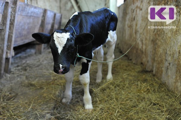 Российские ученые планируют вывести гипоаллергенную корову