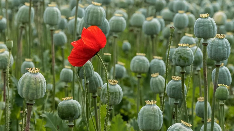 В России планируют легализовать выращивание опиумного мака