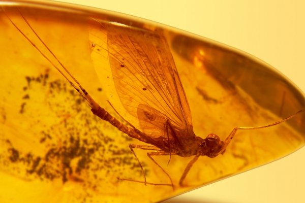 В Сыктывкаре покажут насекомых возрастом 50 миллионов лет