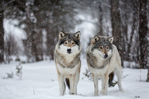 В Сысольском районе создадут ТОС для борьбы с волками

