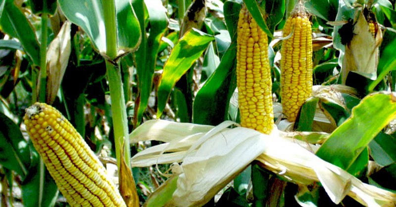 Аграрии Коми увеличат площади под кукурузу 

