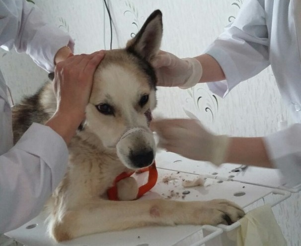 Зоозащитники Вуктыла обвинили хозяев умирающей собаки в жестоком обращении с животными