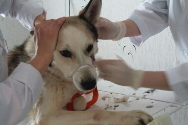 Зоозащитники Вуктыла обвинили хозяев умирающей собаки в жестоком обращении с животными