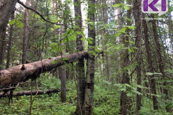 В лесном массиве Ухты упавшее дерево убило мужчину