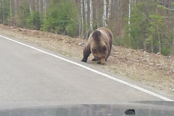 Под Ухтой на дорогу вышла медвежья семья