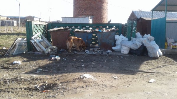 Жители Усть-Кулома добились решения проблемы с мусорными контейнерами