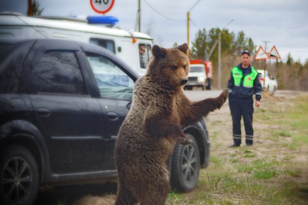 Администрация Печоры призывает жителей не кормить медведей