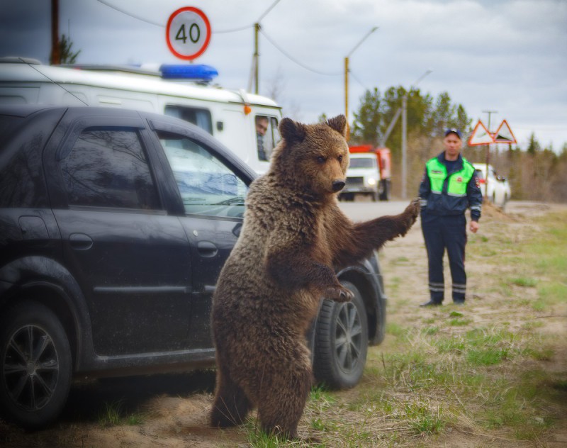Администрация Печоры призывает жителей не кормить медведей