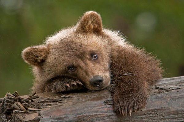 В Печоре приняли решение об отстреле медведей 