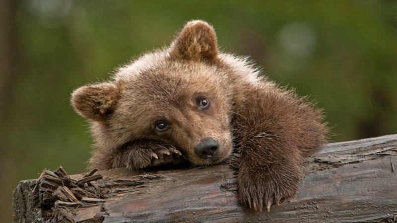 В Печоре приняли решение об отстреле медведей 