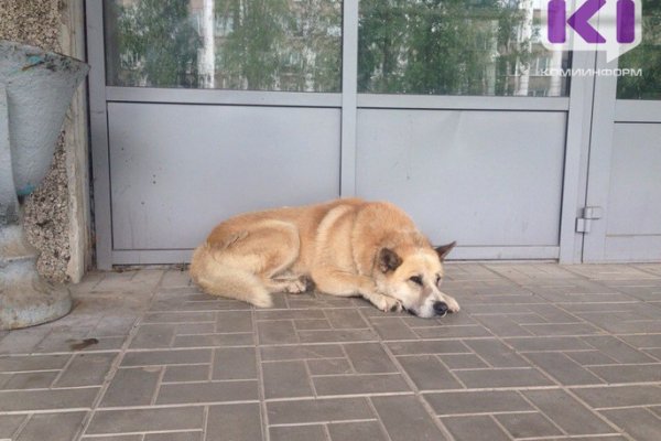 В Княжпогостском районе отловили 13 бездомных собак