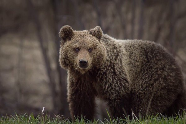 В Междуреченске медведи испугали пенсионерок, занимающихся скандинавской ходьбой

