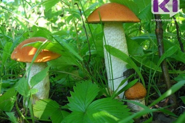 В окрестностях Сыктывкара пошли первые грибы